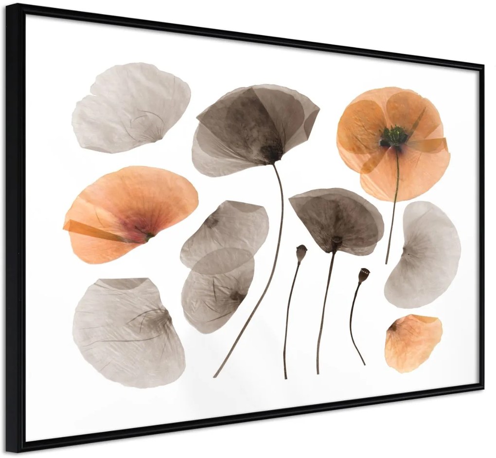 Αφίσα - Dried Poppies - 30x20 - Μαύρο - Χωρίς πασπαρτού