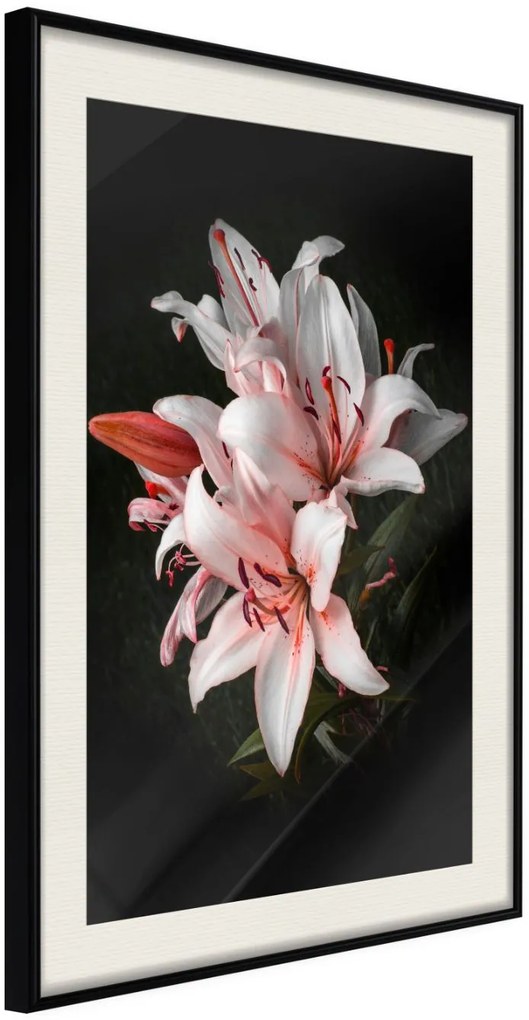 Αφίσα - Pale Pink Lilies - 20x30 - Μαύρο - Με πασπαρτού