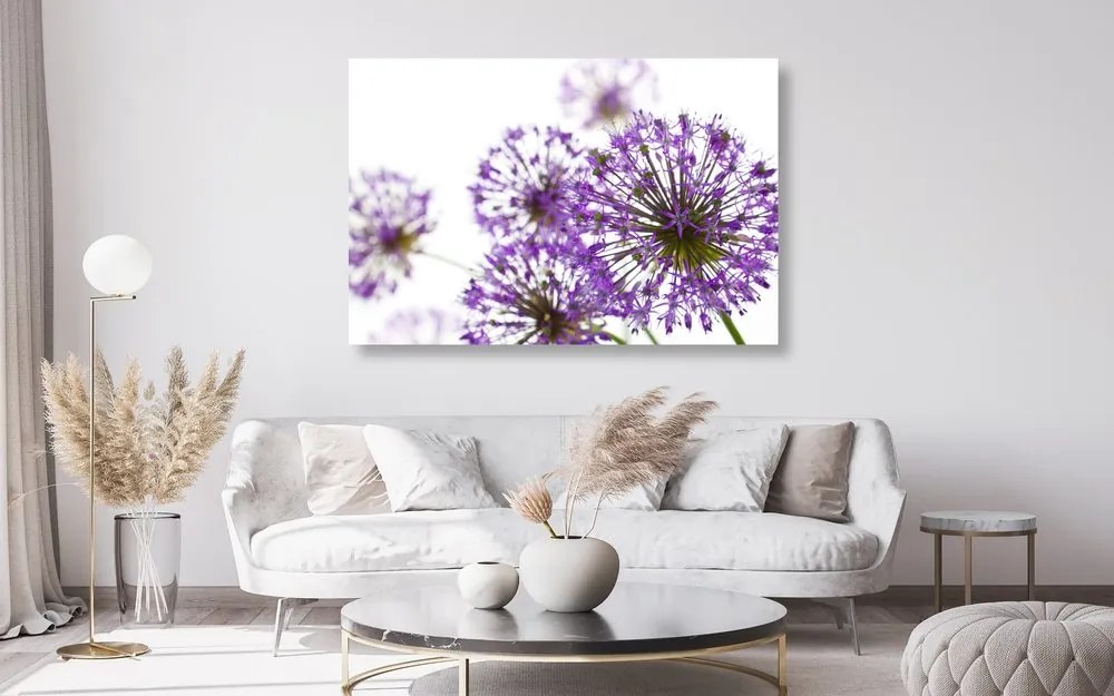 Εικόνα μωβ λουλούδια σκόρδου - 120x80