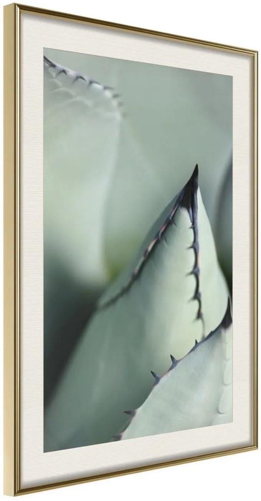 Αφίσα - Young Leaf of Agave - 20x30 - Χρυσό - Με πασπαρτού