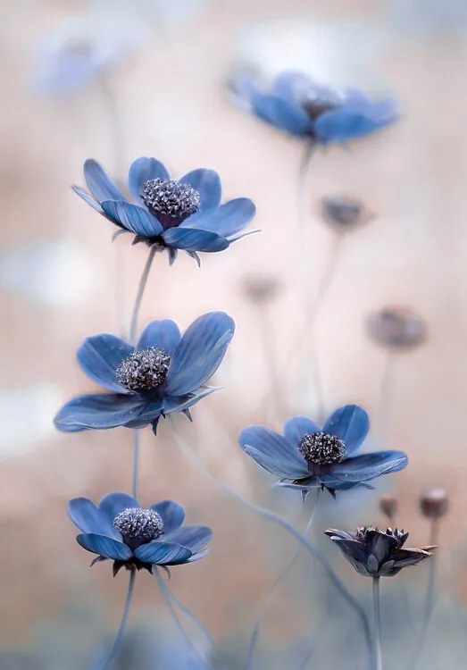 Φωτογραφία Cosmos blue, Mandy Disher