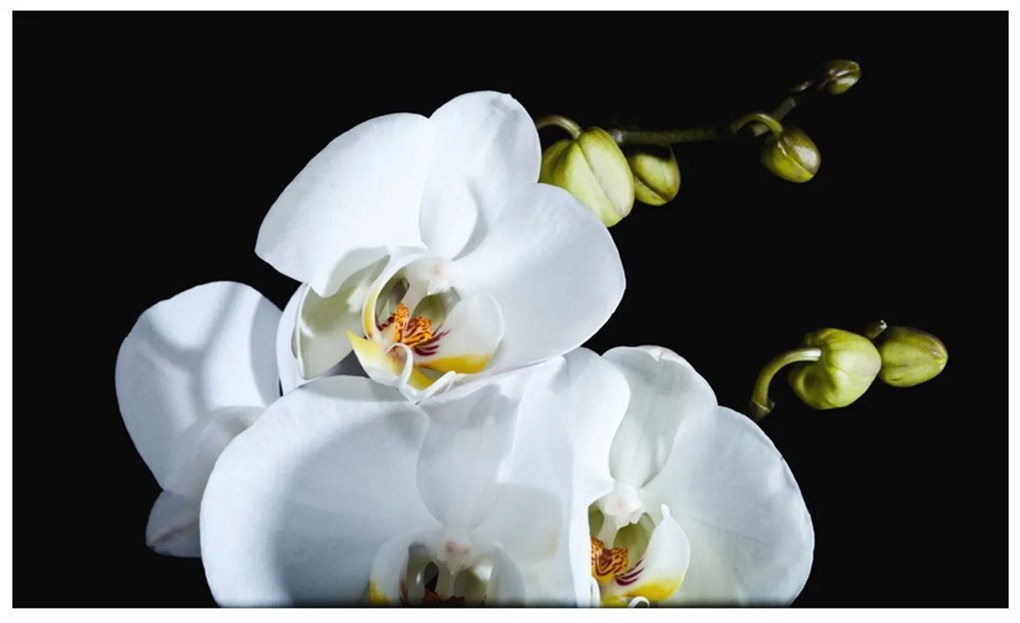 Φωτοταπετσαρία - Phalaenopsis 450x270