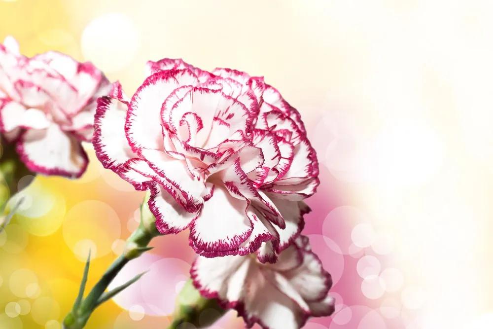 Εικόνα όμορφα λουλούδια γαρύφαλλου - 60x40