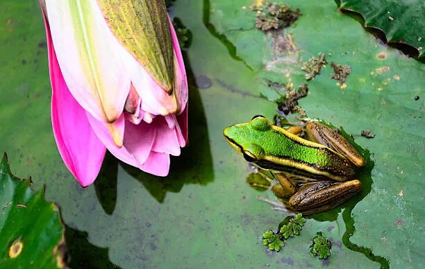 Φωτογραφία Green Frog, tonyoquias