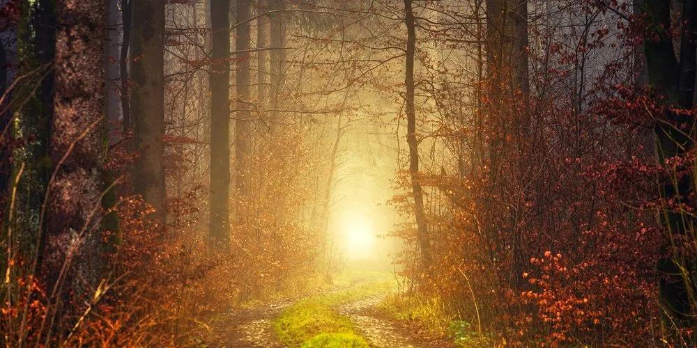 Φως εικόνας στο δάσος - 100x50