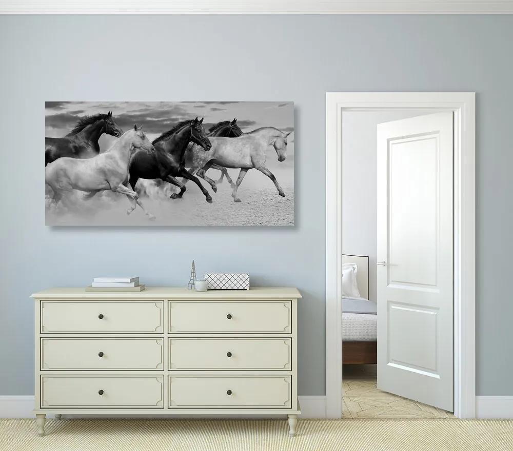 Εικόνα μιας αγέλης αλόγων σε μαύρο & άσπρο
