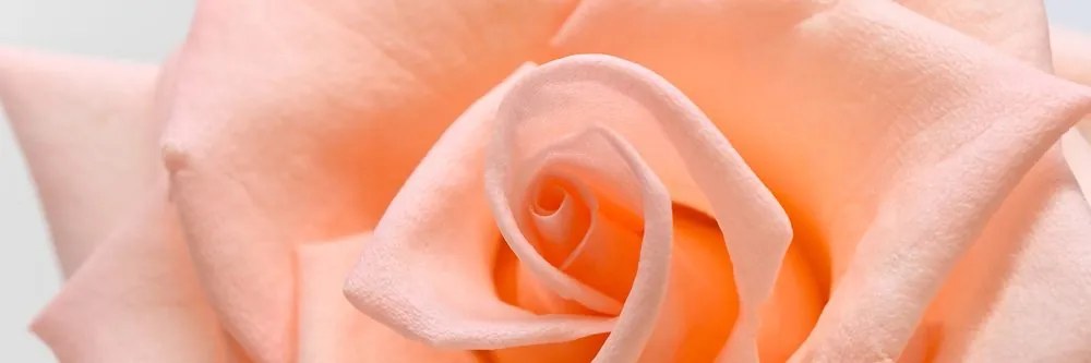 Λεπτομέρεια εικόνας ενός τριαντάφυλλου ροδάκινου - 120x40