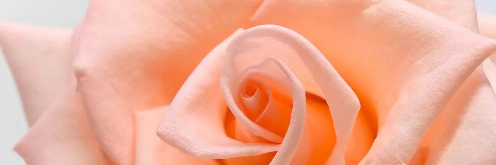 Λεπτομέρεια εικόνας ενός τριαντάφυλλου ροδάκινου - 135x45