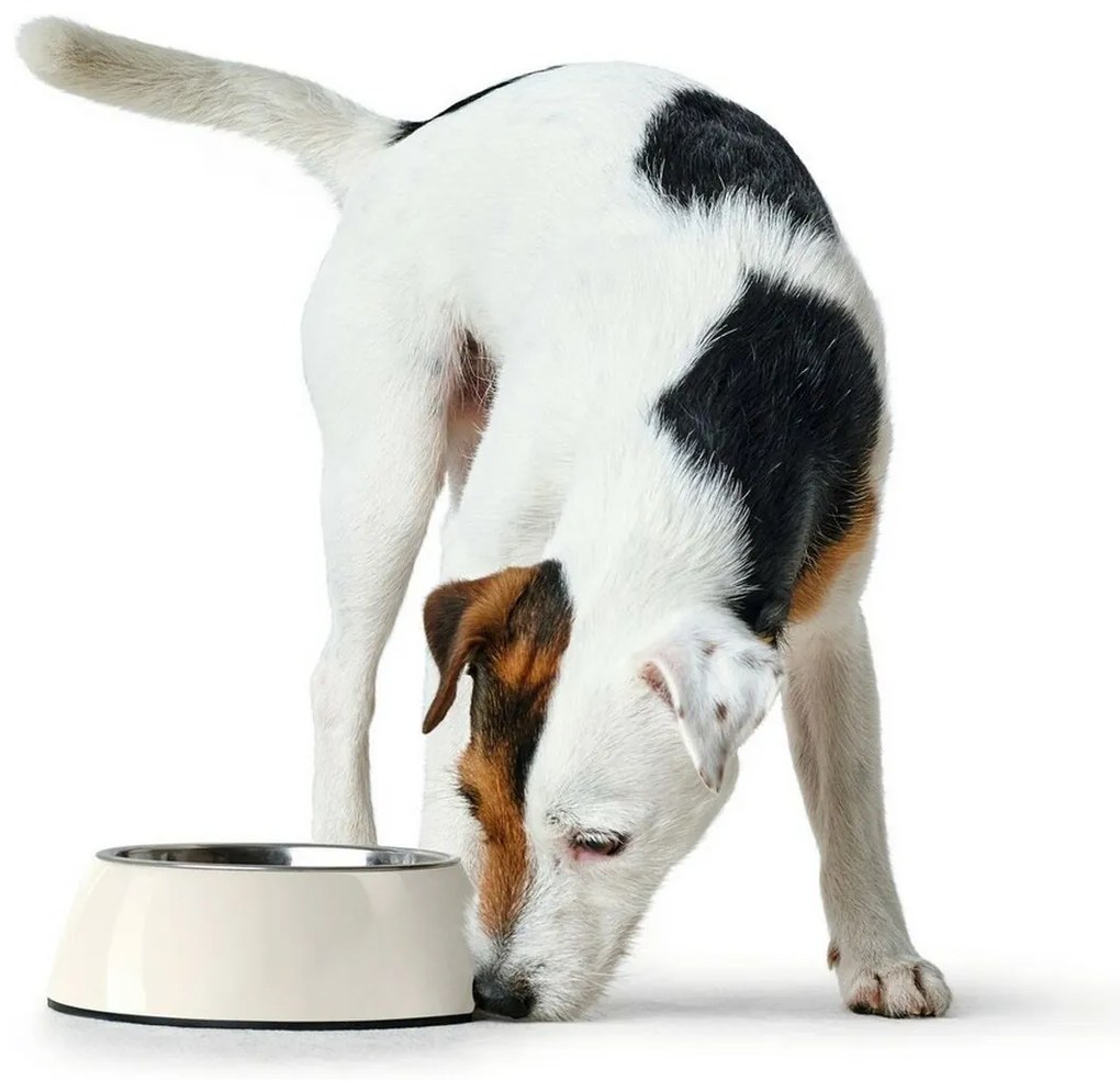 Ταΐστρα σκύλων Hunter μελαμίνη Ανοξείδωτο ατσάλι Λευκό 350 ml (18,5 x 18,5 x 9,5 cm)