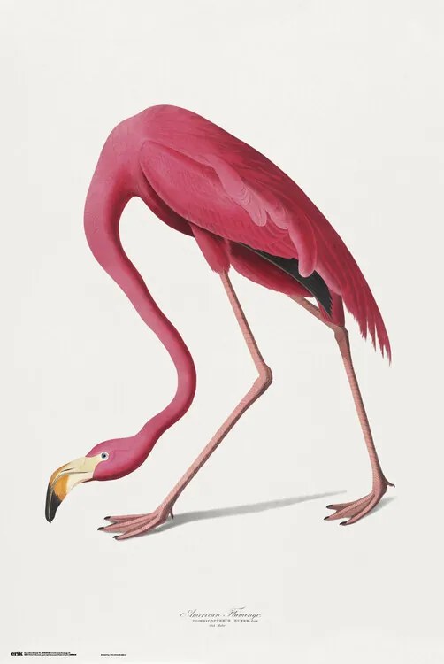 Αφίσα American Flamingo, John James Audubon