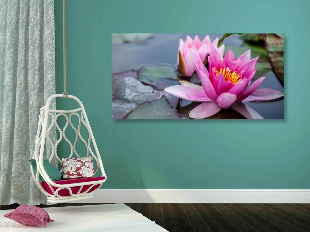 Εικόνα ροζ λουλούδι λωτού - 100x50