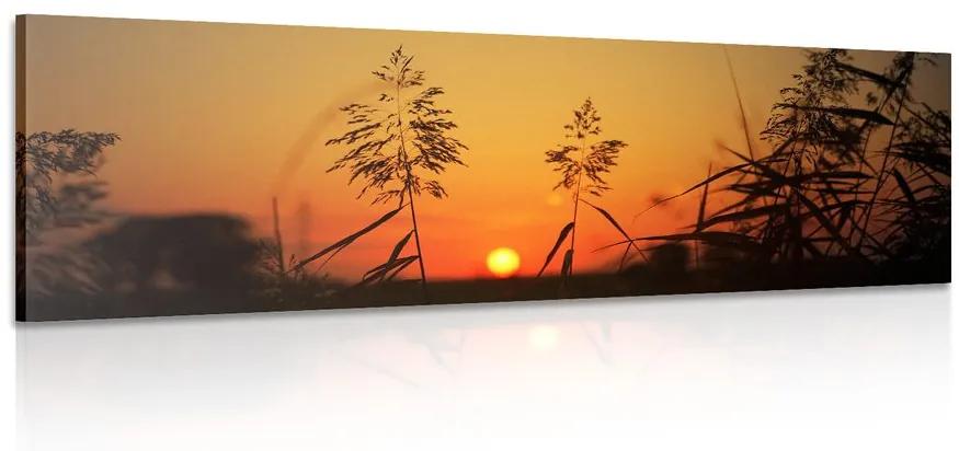 Εικόνα λεπίδες χόρτου στο ηλιοβασίλεμα - 135x45