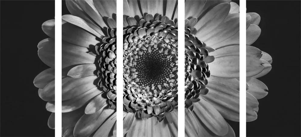 Εικόνα 5 μερών ασπρόμαυρη ζέρμπερα - 100x50