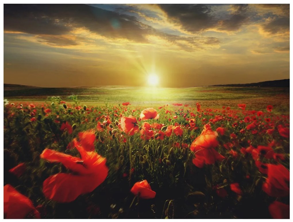 Φωτοταπετσαρία - Morning on the poppy meadow 200x154