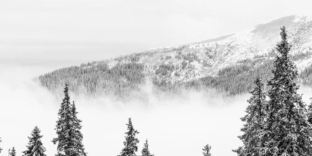 Εικόνα από χιονισμένα πεύκα σε μαύρο & άσπρο