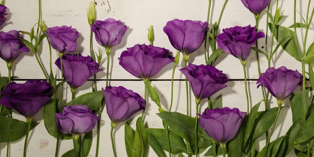 Εικόνα όμορφα μωβ λουλούδια - 100x50