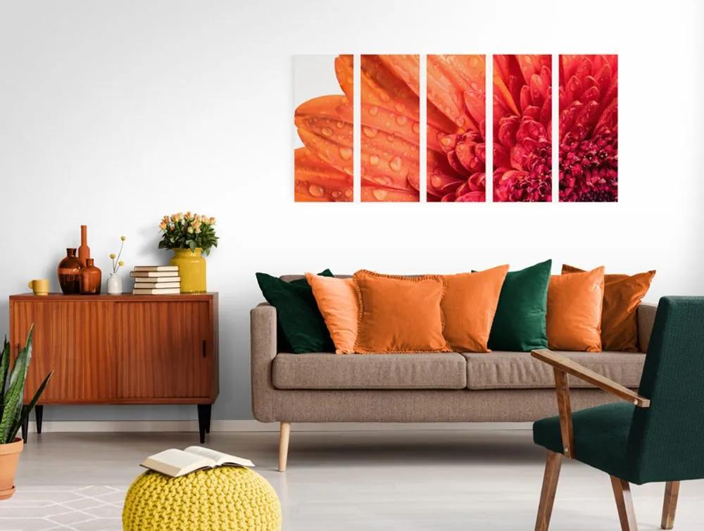 Εικόνα 5 μερών πορτοκαλί ζέρμπερα με σταγόνες νερού - 100x50