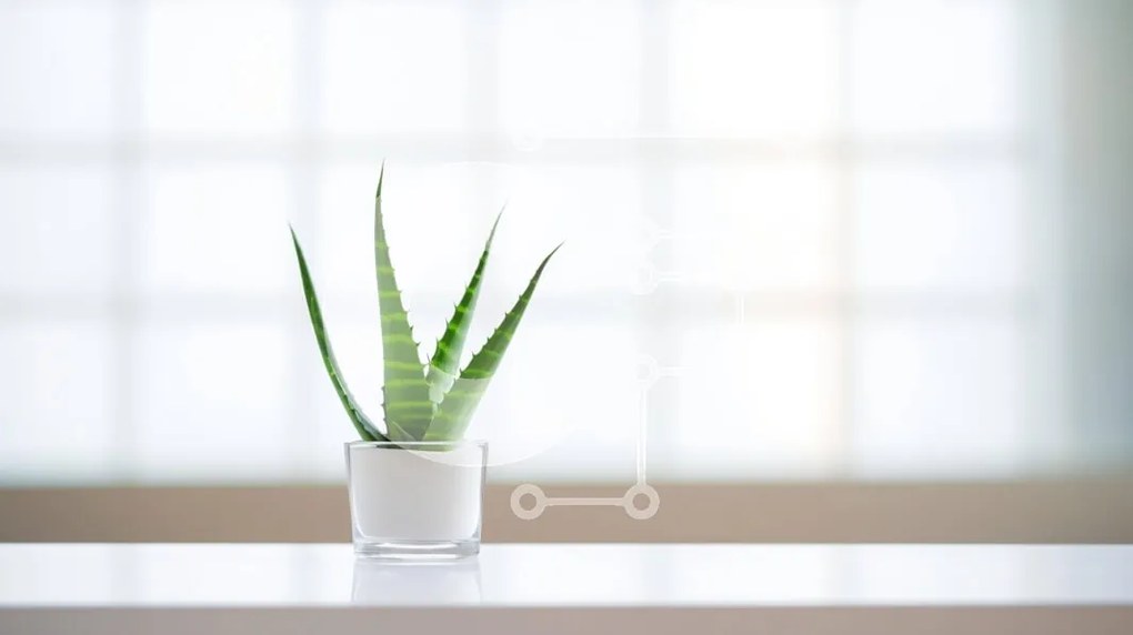 Intra Συλλεκτικό Ξύλινο Παζλ Plywood  4mm - Φυτό Aloe Vera σε γυάλινο βάζο Σε Ξύλινο Κουτί - Διαστάσεις: 10x10 cm – 25 κομμάτια