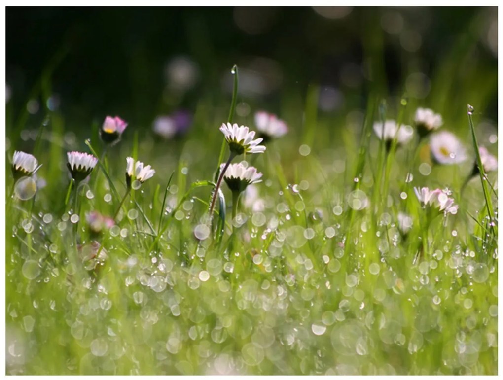 Φωτοταπετσαρία - Daisies with morning dew 200x154