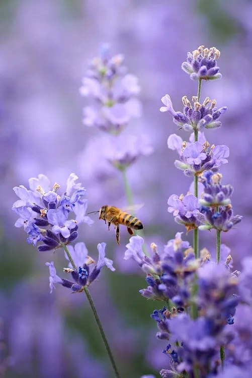 Φωτογραφία Lavender world, Andrii Kazun