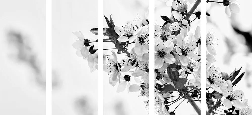 5 μέρη εικόνα λουλούδια κεράσια σε μαύρο & άσπρο - 100x50