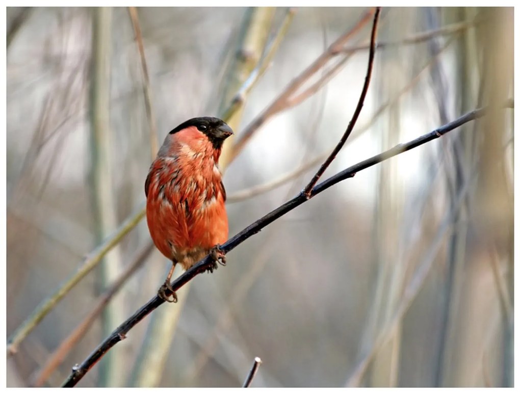 Φωτοταπετσαρία - Bullfinch in the forest 200x154