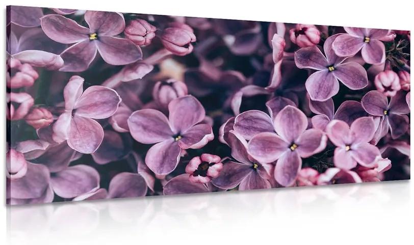 Εικόνα μωβ λιλά λουλούδια - 100x50