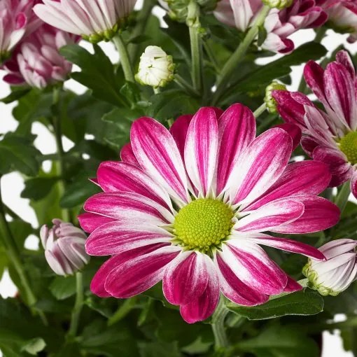 CHRYSANTHEMUM φυτό σε γλάστρα/Χρυσάνθεμο, 15 cm 205.697.36