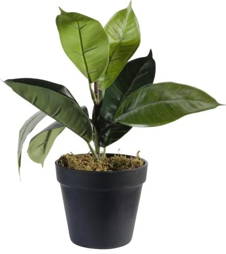Τεχνητό Φυτό Φίκος Elastica 30 εκ. 0670-6 Supergreens-0670-6-Πράσινο 0670-6