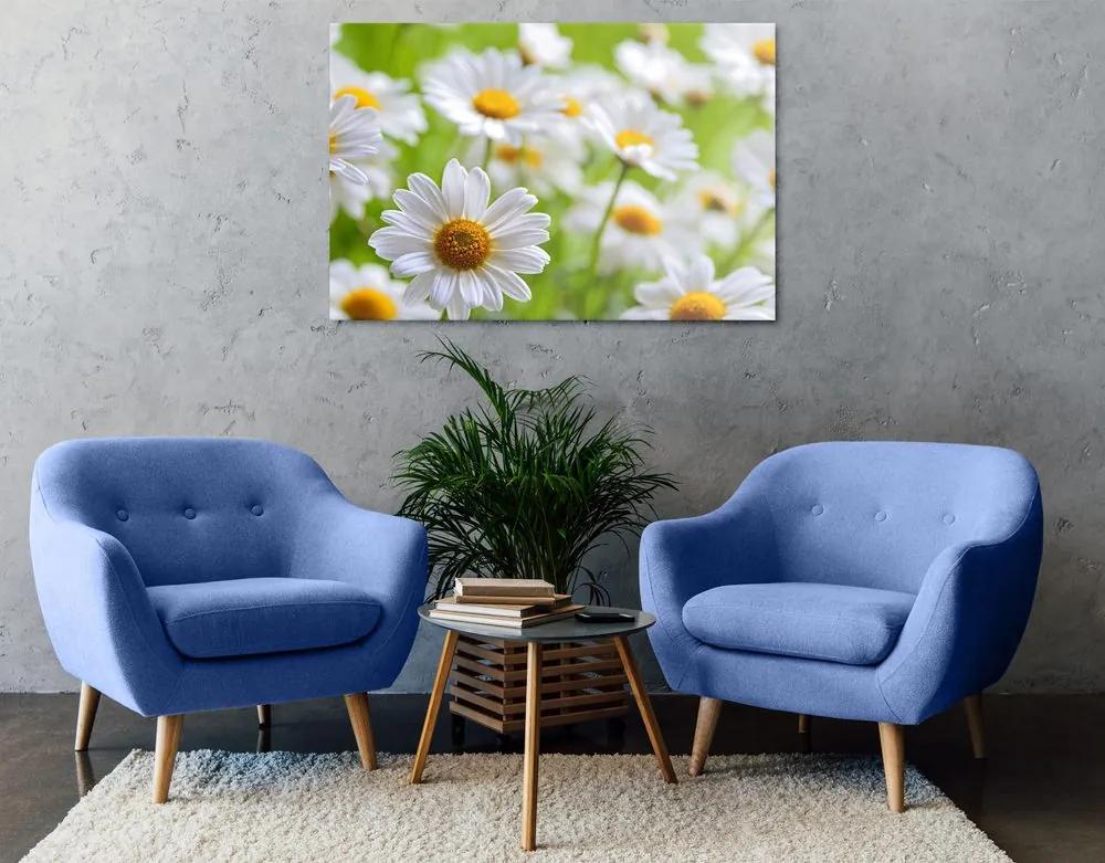 Εικόνα ανοιξιάτικο λιβάδι γεμάτο λουλούδια - 120x80