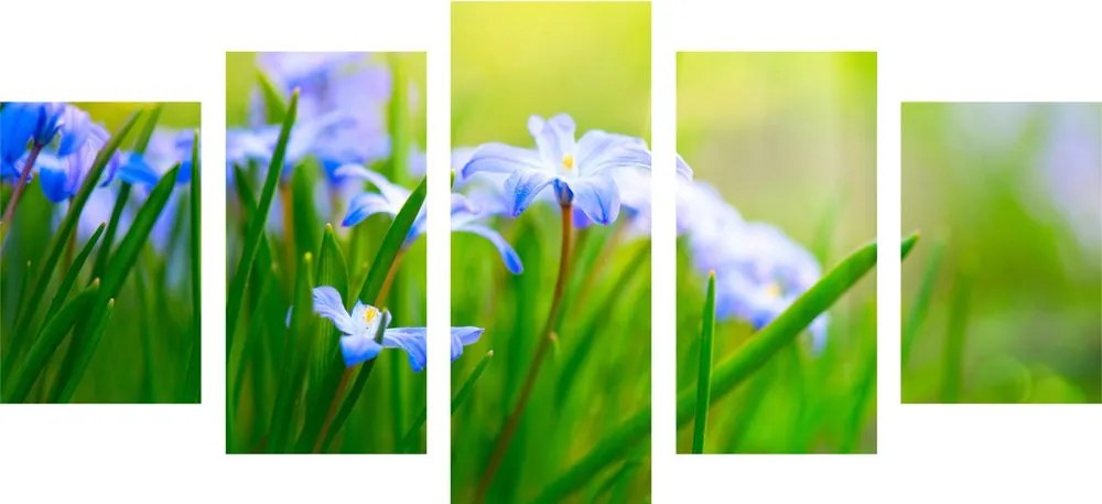 5 μέρη εικόνα λουλούδια στο λιβάδι την άνοιξη - 100x50