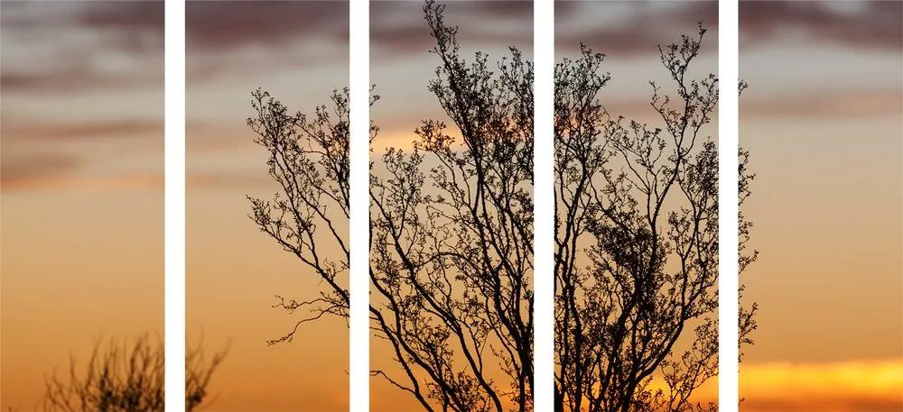 5 μέρη εικόνα κλαδιά στο ηλιοβασίλεμα - 100x50