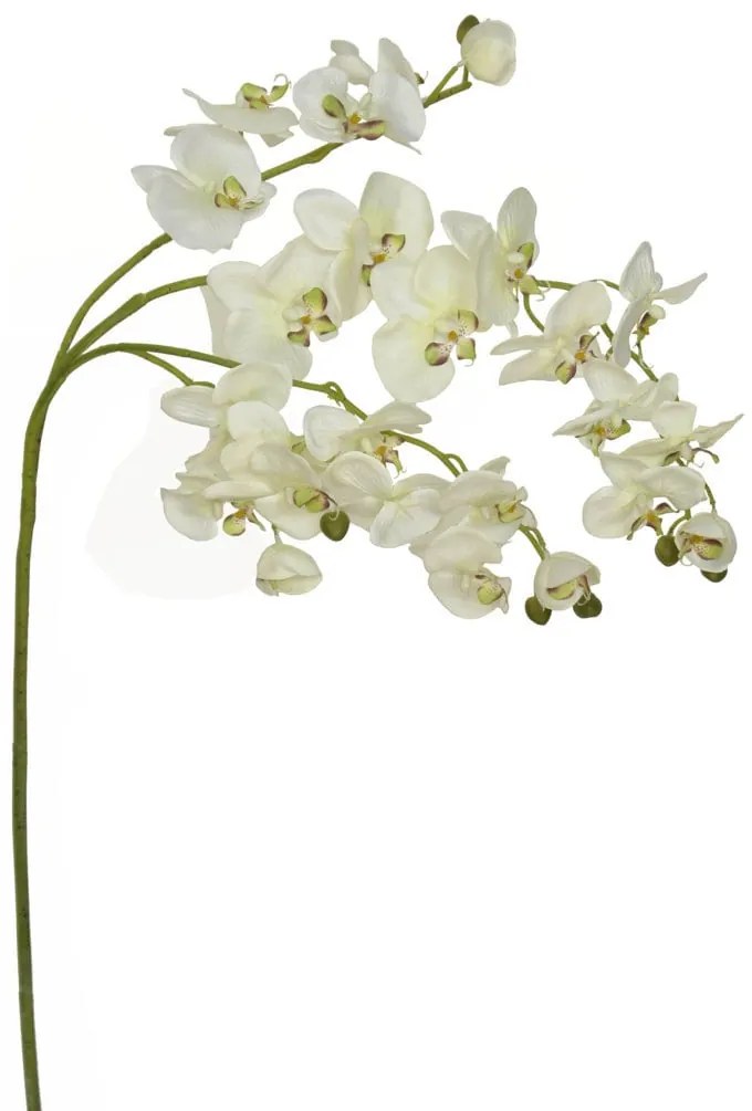 Λουλούδι CONCORAL 1.4m Orquidea Crema 1239060-E2