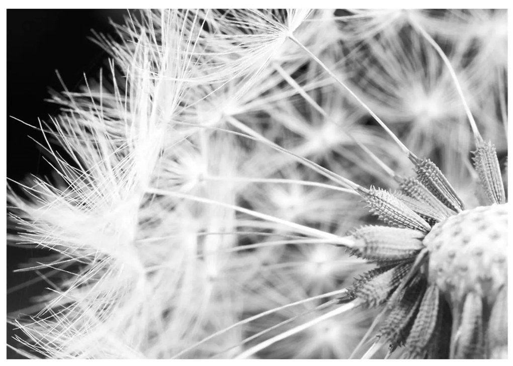 Φωτοταπετσαρία - Black and white dandelion 150x105