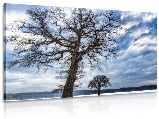 Εικόνα δέντρων το χειμώνα - 120x80