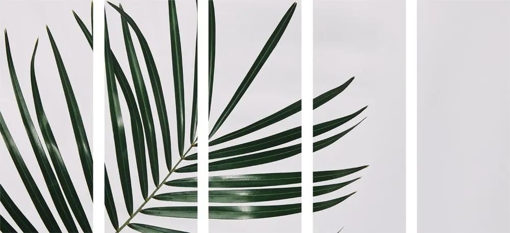 Εικόνα 5 μερών όμορφο φύλλο φοίνικα - 100x50