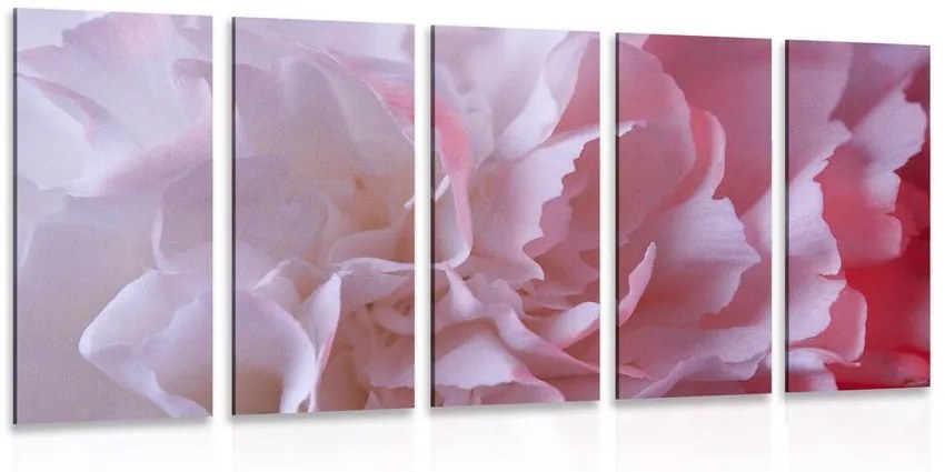 5 μέρη εικόνα ροζ γαρύφαλλα πέταλα - 100x50