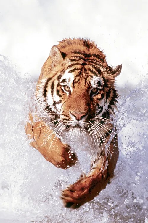 Αφίσα Tiger Running Through Water