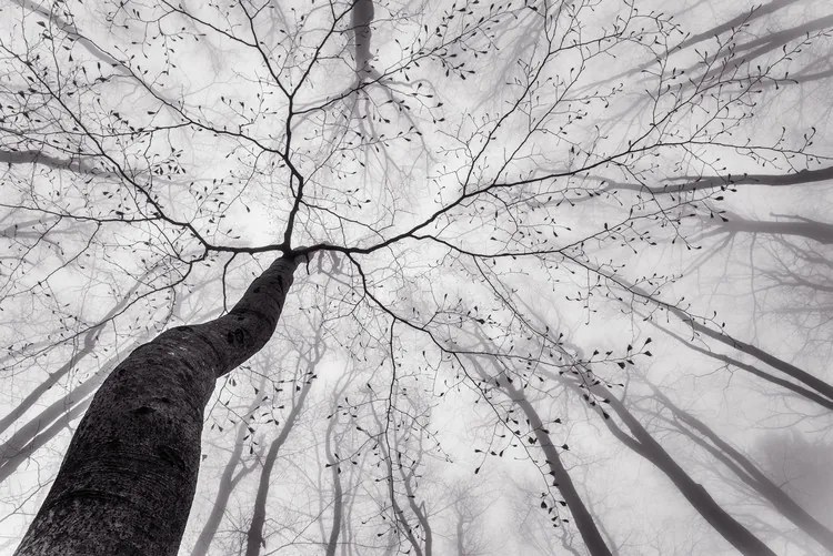 Φωτογραφία A view of the tree crown, Tom Pavlasek