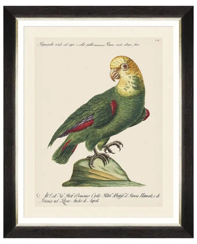 Κάδρο Parrots Of Brasil V FA13215 40X50 MindTheGap Οριζόντιοι Wood