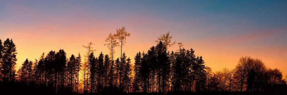 Εικόνα δάσος τυλιγμένο στο σκοτάδι - 150x50