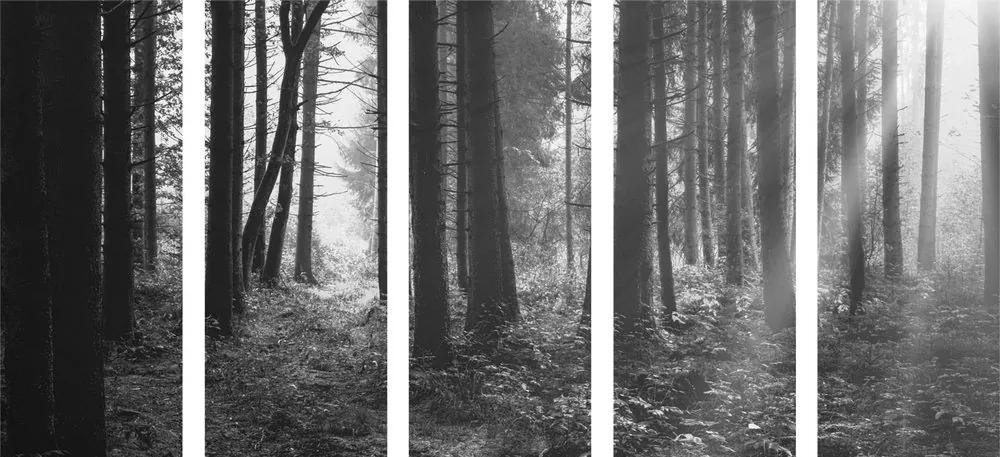 Ηλιόλουστο δάσος 5 τμημάτων σε μαύρο & άσπρο - 100x50