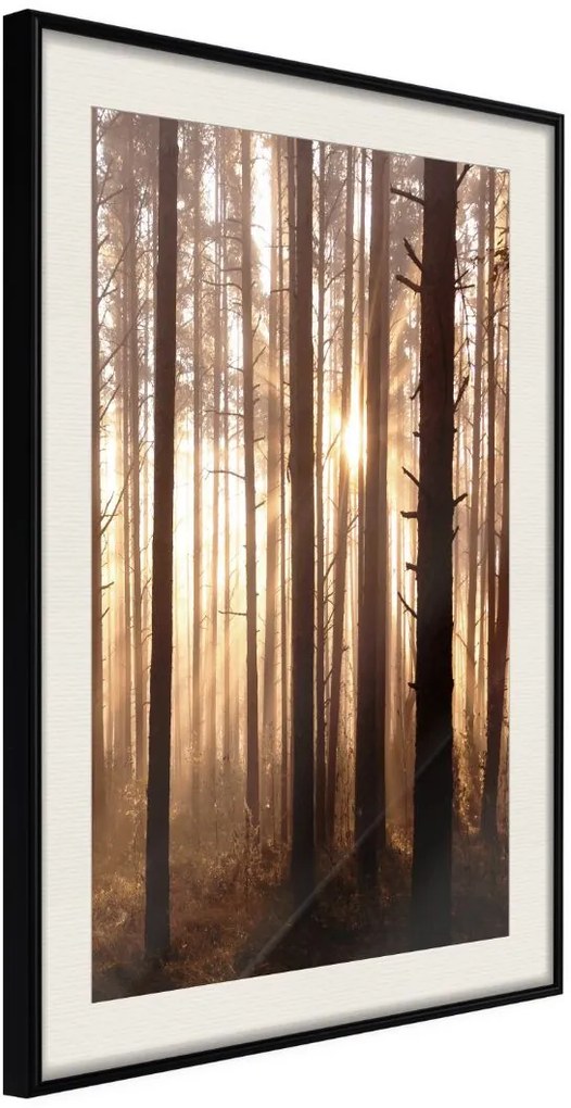 Αφίσα - Morning in the Forest - 20x30 - Μαύρο - Με πασπαρτού