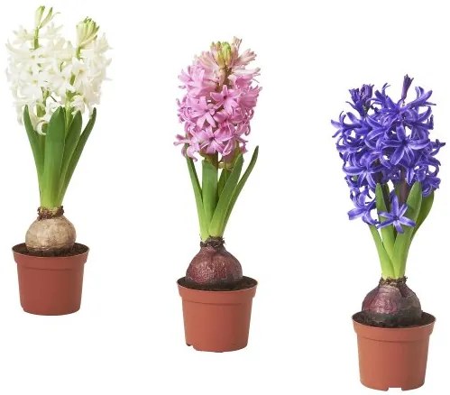 HYACINTHUS φυτό σε γλάστρα/1 βολβός/Υάκινθος, 8 cm 805.878.41