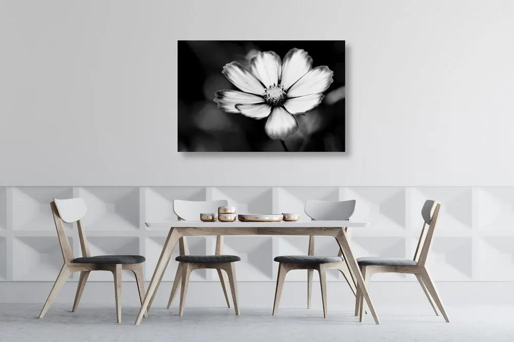 Εικόνα πατάτες με λουλούδια κήπου σε μαύρο & άσπρο - 90x60