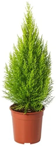 CUPRESSUS MACROCARPA φυτό σε γλάστρα/Λεμονοκυπάρισσο, 24 cm 905.930.83