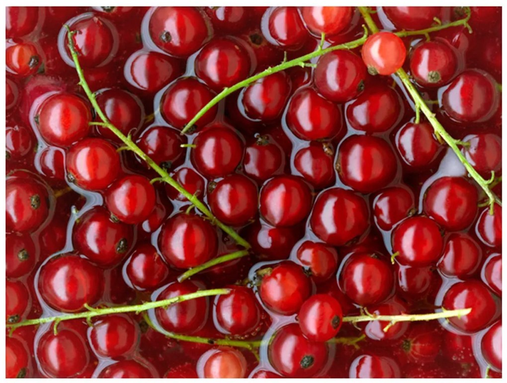 Φωτοταπετσαρία - Redcurrants bathed in water 200x154