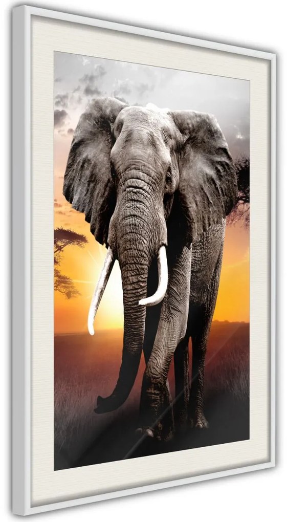 Αφίσα - Majestic Elephant - 20x30 - Χρυσό - Χωρίς πασπαρτού