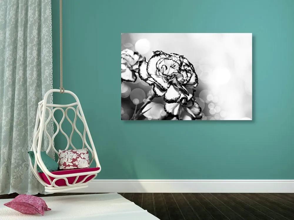Εικόνα από όμορφα λουλούδια γαρύφαλλου σε μαύρο & άσπρο - 120x80