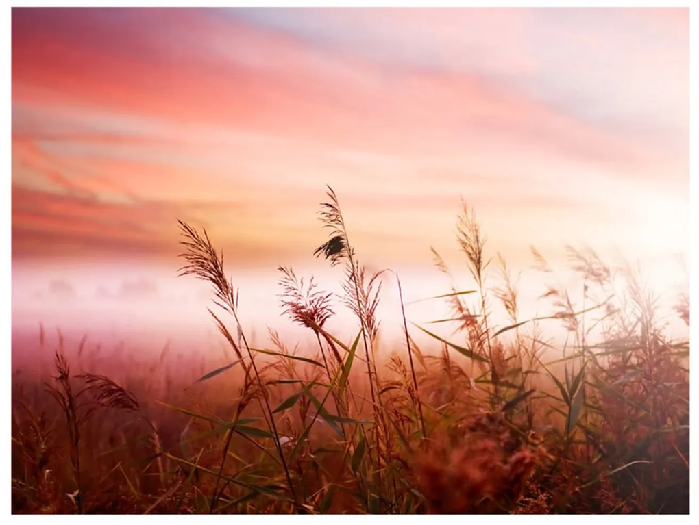 Φωτοταπετσαρία - Morning meadow 250x193